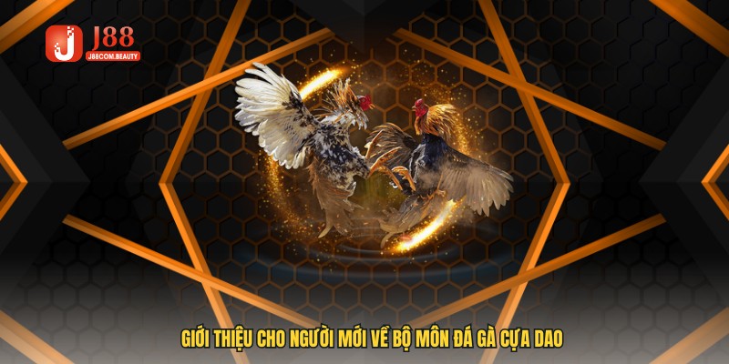 Giới thiệu cho người mới về bộ môn đá gà cựa dao